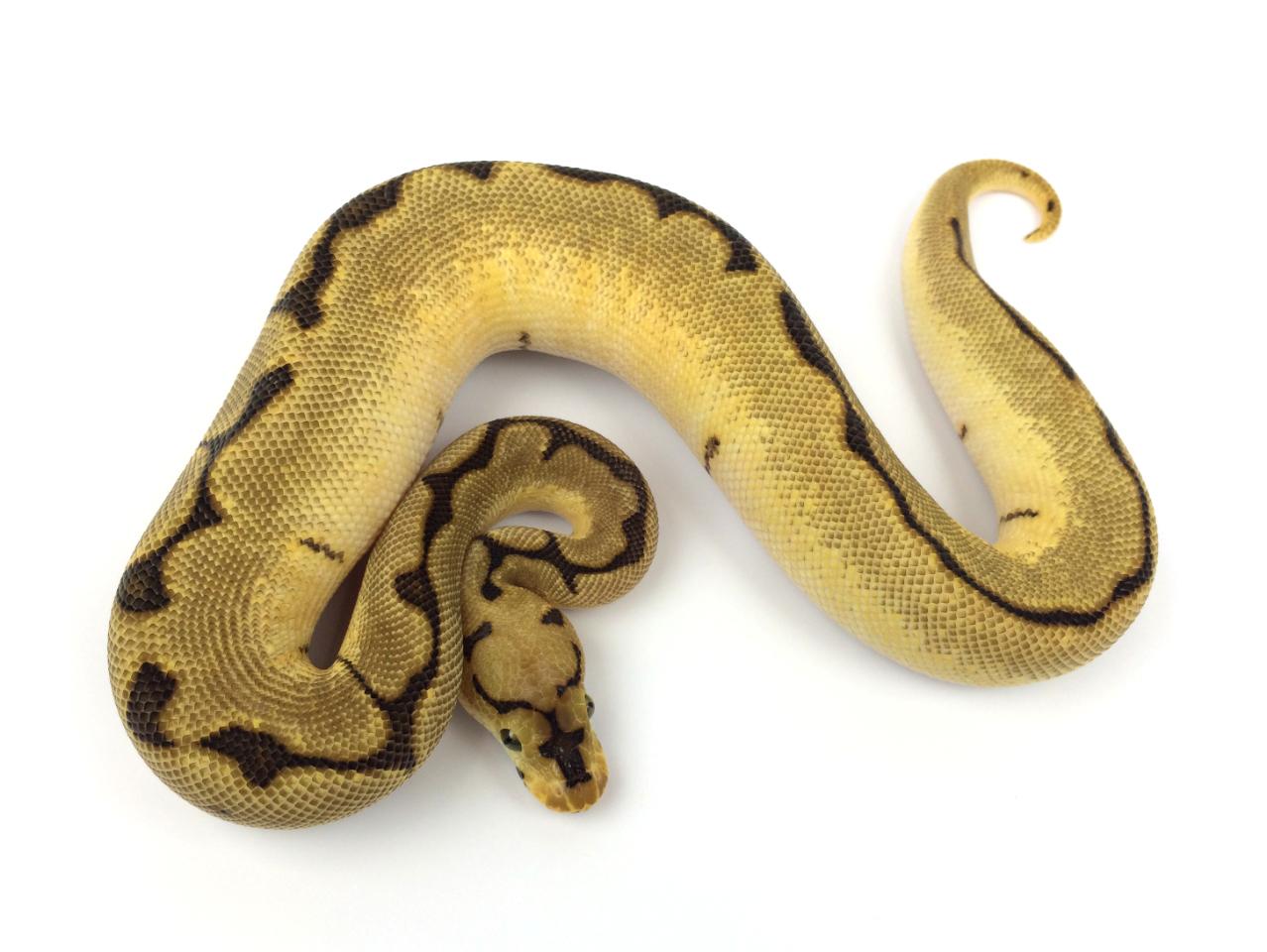 Spider Clown Ball Python by Royal Constrictor Designs - MorphMarket