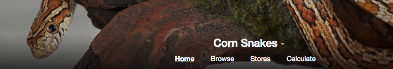 Corn Snakes and Western Hognose