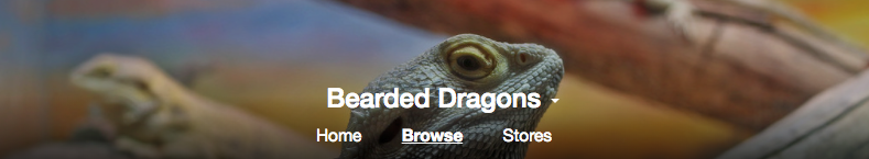 Bearded Dragons