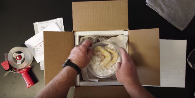 How to Ship Live Reptiles